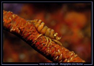 A Symbiotic Shrimp... Que du bonheur.. :O)... by Michel Lonfat 